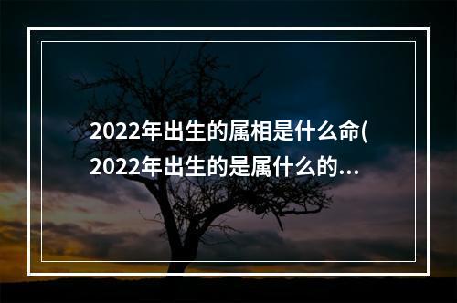 2022年出生的属相是什么命(2022年出生的是属什么的)
