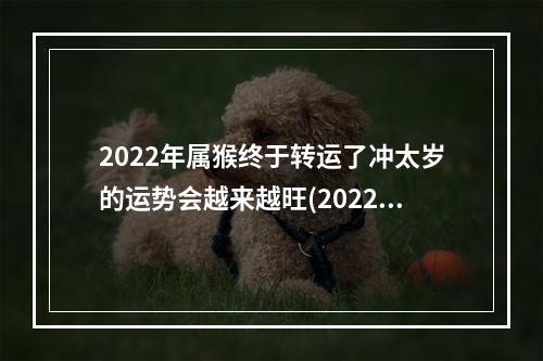 2022年属猴终于转运了冲太岁的运势会越来越旺(2022年属猴终于转运了冲太岁吗)