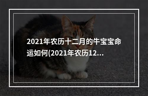 2021年农历十二月的牛宝宝命运如何(2021年农历12月的牛宝宝)