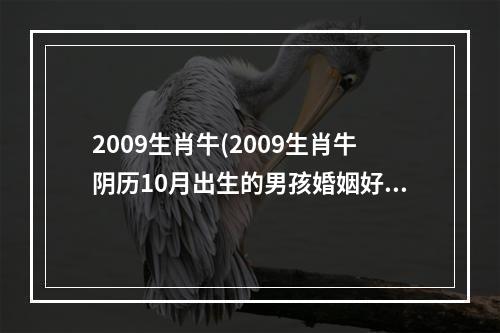 2009生肖牛(2009生肖牛阴历10月出生的男孩婚姻好吗)