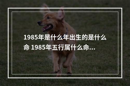 1985年是什么年出生的是什么命 1985年五行属什么命八五年牛