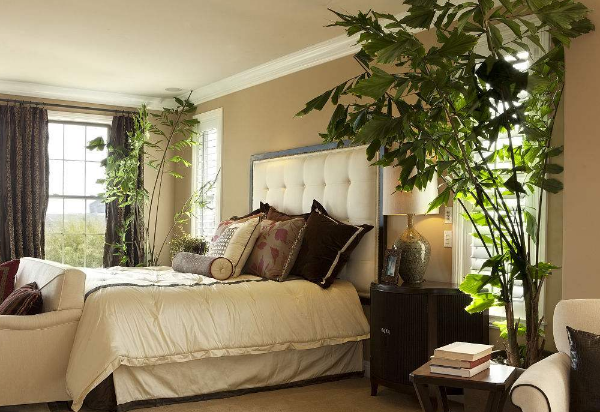 卧室养什么植物风水好_卧室放植物风水_卧室适合养什么花或植物风水