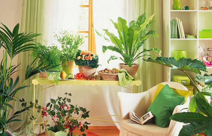 卧室放植物风水_卧室适合养什么花或植物风水_卧室养什么植物风水好