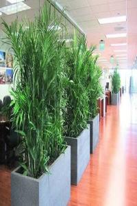 办公室植物摆放风水禁忌 办公室植物摆放的风水讲究